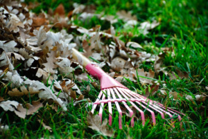 Fall Clean Up - Oct. 30 & Nov. 2