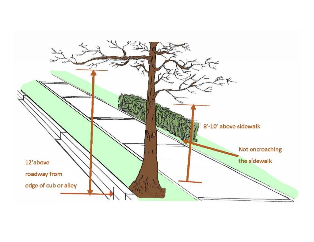 Graphic showing tree  branches should be 12 feet above the roadway, 8 to 10 feet above sidewalks with shrubs not encroaching the sidewalk. 