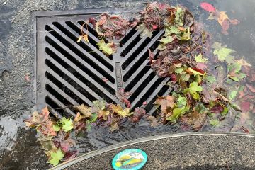 A stormdrain with leaves over the grate